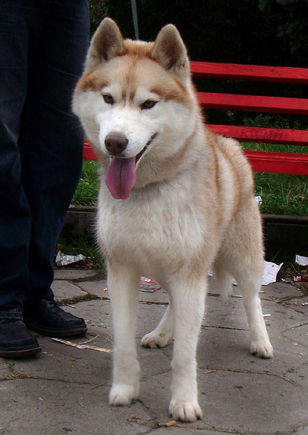 Качена снимка
