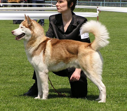 Качена снимка