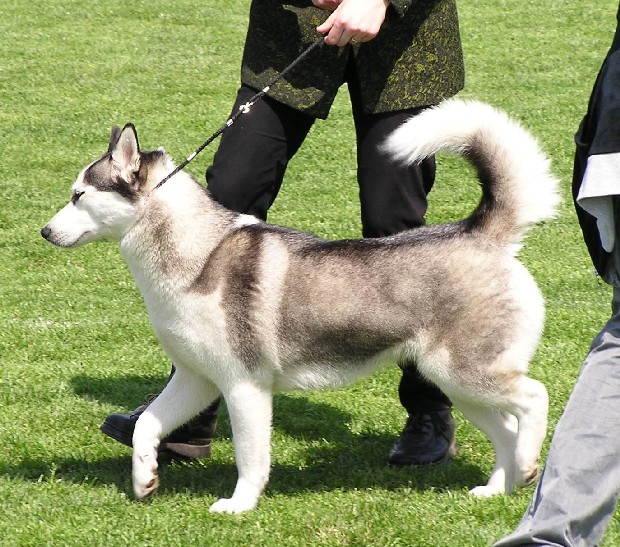 Качена снимка